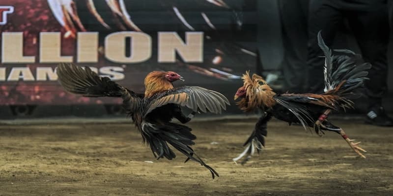 Hướng Dẫn Quản Lý Vốn Khi Tham Gia Đá Gà Hấp Dẫn BONGVIP